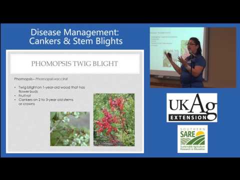 Blueberry Disease Management, Part 1: Cankers & Stem Blights