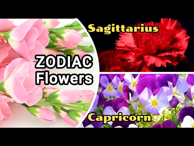 Unveiling the Enchanting World of Sagittarius Flowers 3 sddefault