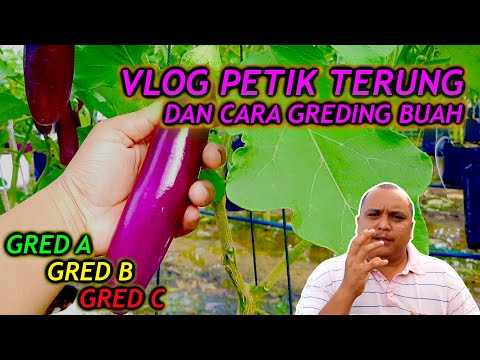 Video: Cara Memetik Terung Dengan Sedap: 2 Cara Asli