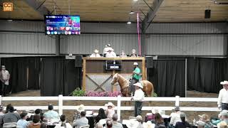 Tri State Select Horse Sale, Palmyra, MO Tri State Select Horse Sale, Palmyra, MO