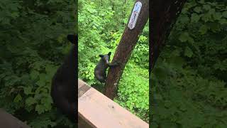 Bear Cubs Caught On Deck And Told To Leave