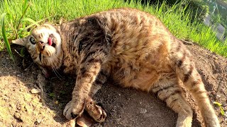 A fat cat lies on the bank with its tongue out
