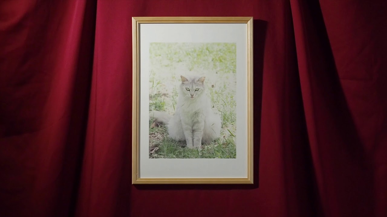 箱の中の猫写真展