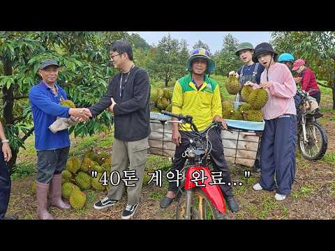 결국 <strong>두리안</strong> 농장 하나를 통째로 계약했습니다… 40톤 초대형 계약 완료