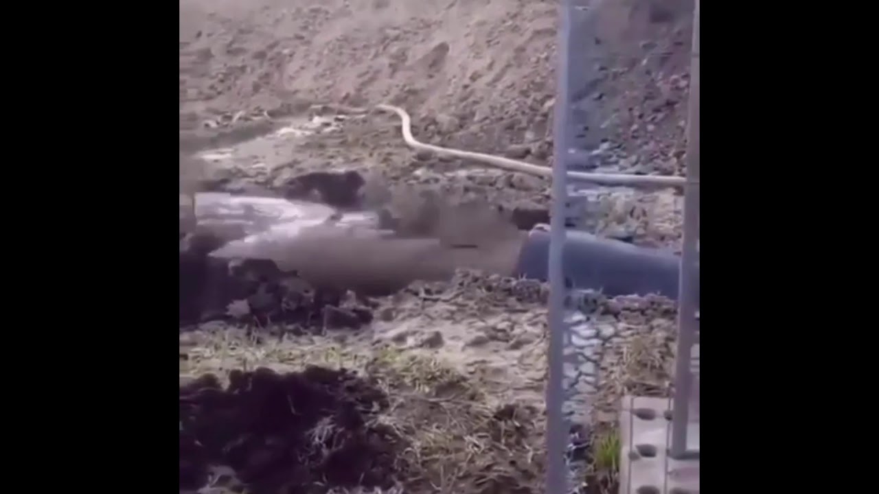 F-r-e-e That Spells Free