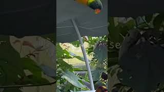 BIRD PARADISE, largest bird park in Asia, Singapore