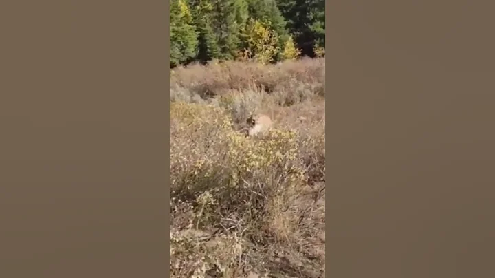 Mountain Lion Attack - Glock 27 Warning Shots ⚠️
