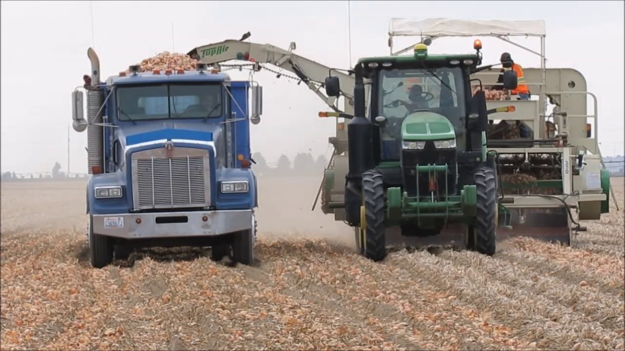 Yellow Onion Harvest 2017