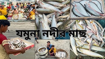 যমুনা নদীর পাড়ে কিভাবে ডাকে মাছ বিক্রি করা হয় | যমুনা নদীর তীরে প্রতিদিন ভোরে বিক্রি লাখ টাকার মাছ