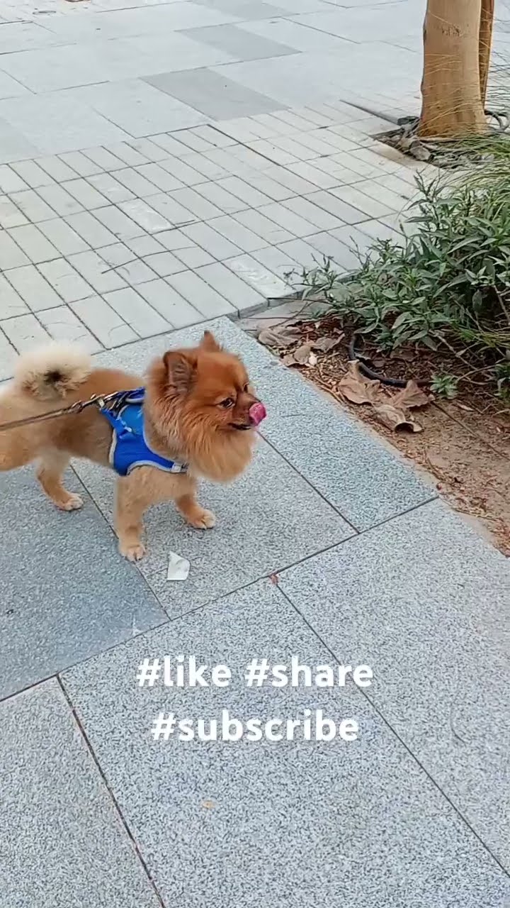 One Of The Most Expensive Pomeranian Dog 40000 Dhs In dubai like One Of The Most Expensive Pomeranian Dog 40000 Dhs In dubai like