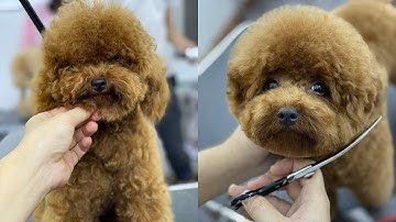Dịch vụ cắt tỉa lông Poodle đẹp nhất-Dạy nghề cắt tỉa lông thú cưng Uy tín | Poodle Grooming so cute