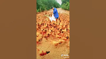 الفراخ عامله تجري وراه عايزه تاكله 