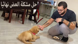 تدريب كلب جولدن عمره شهرين علي امر المنع وحل مشكلة العض في حصة واحدة | فيديو مهم جدا