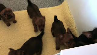 Australian Terrier Puppies 7 Weeks  Araluenkennel.com