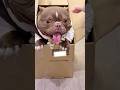 您的小狗礼盒已送达～ #dogshorts #dog #pets #cute #funny