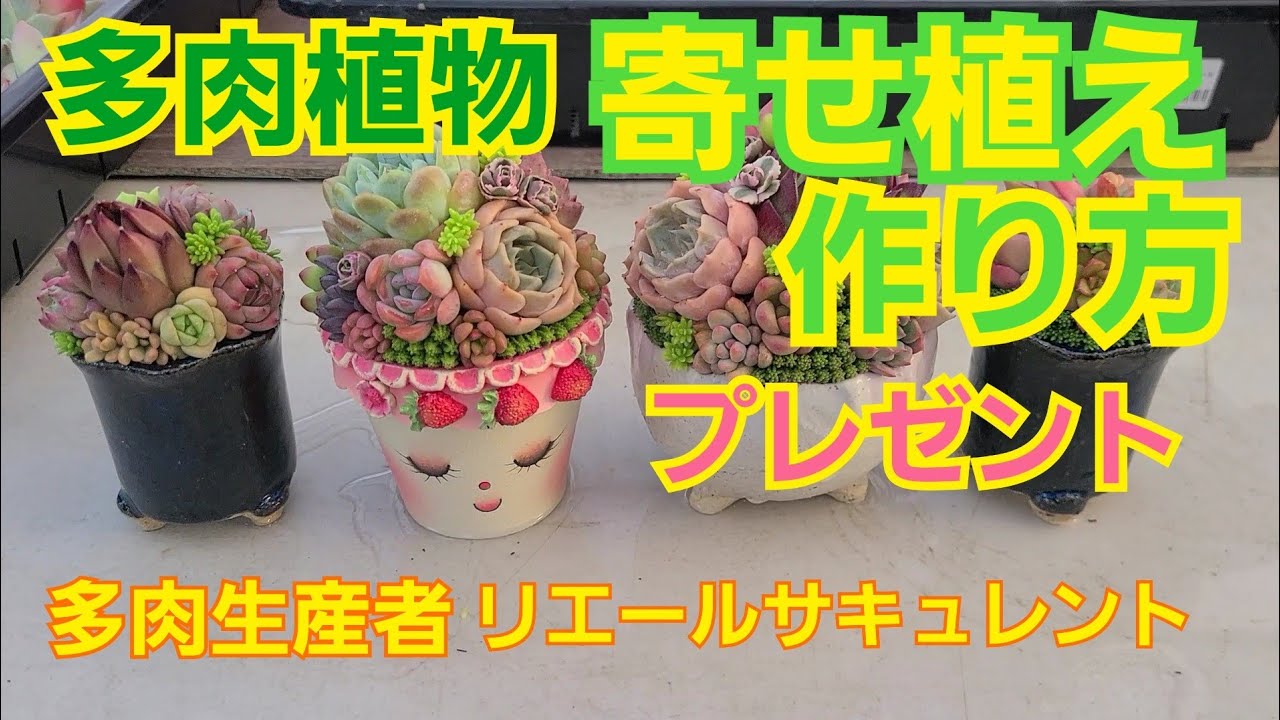 多肉植物 ガーデニング 多肉植物の寄せ植え 22年9月日 Youtube