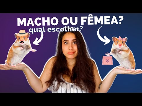 Vídeo: Como segurar um rato holandês (com fotos)