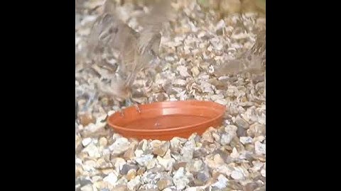 Super Slow Motion Sparrow Take Off