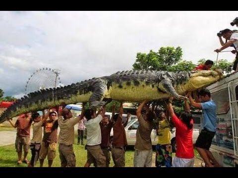 GEGER warga di kejutkan Binatang  buas  sejenis buaya  