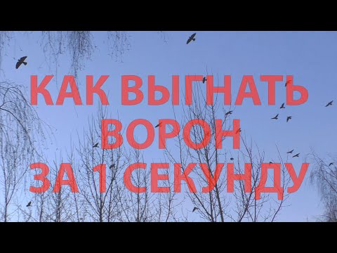 Как выгнать ворон за 1 секунду + крики сотни испуганных ворон для отпугивания других ворон любых