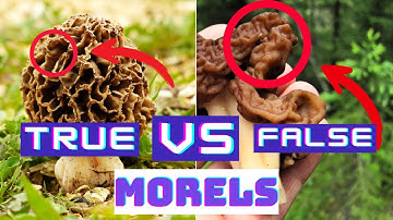 5 differences between true morels and false morels