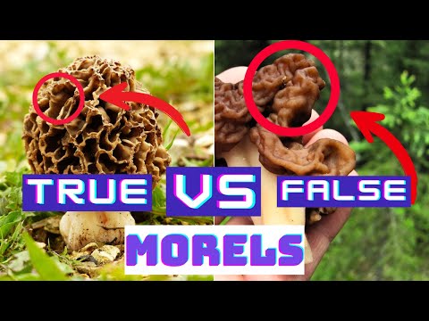 Video: Ar netikri morengus auga anksčiau už morkus?