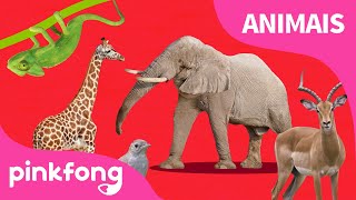 Abc Do Trem Canções De Animais Pinkfong Canções Para Crianças