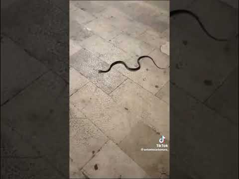 Bari, serpente in corso Vittorio Emanuele