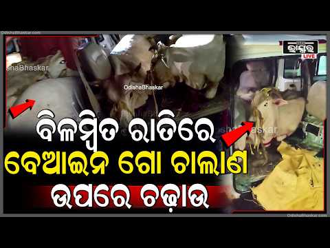 ବିଳମ୍ବିତ ରାତିରେ ବେଆଇନ ଗୋ ଚାଲାଣ ଉପରେ ଚଢ଼ାଉ, ଅନ୍ଧାରର ସୁଯୋଗ ନେଇ ଫେରାର ହୋଇଗଲା ଚାଳକ