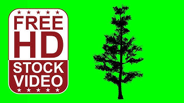 Free Stock Videos – animated white fir tree silhouette on green screen with random wind
