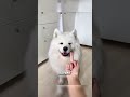 « Le bonheur existe… et il sourit 🐶🤍 »#Samoyed #Bonheur #ChienSourire #LoveDog #DogLovers