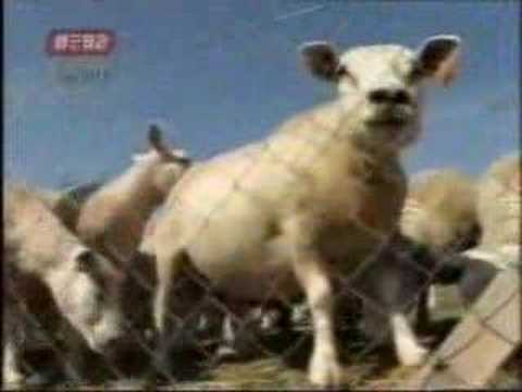 Farme+Ovaca+U+Srbiji Farma ovaca ile de France porodice Tankosic - U nasem ataru 434.wmv