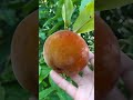 Buah Berbulu tapi Rasanya Mirip Keju?! 🤯🧀 (Buah bisbul/buah mentega)