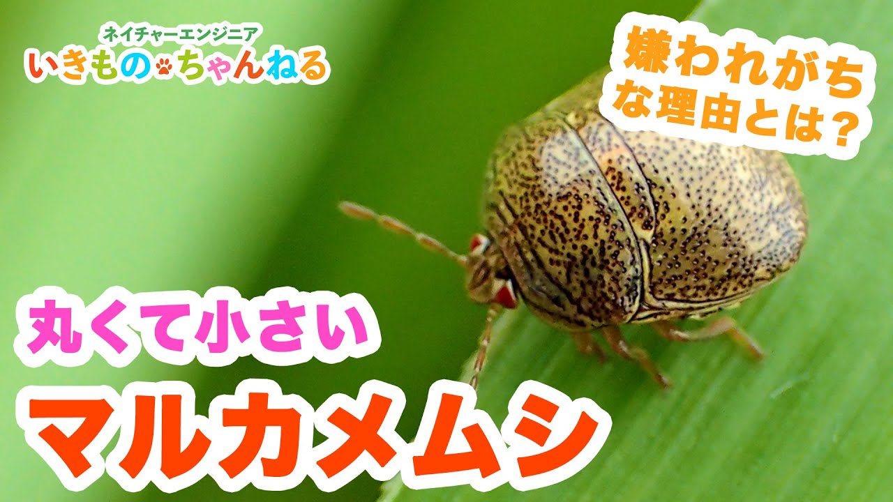 丸くて小さいマルカメムシ その嫌われがちな理由とは Youtube