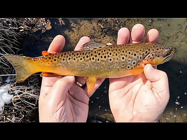 Antique Fly Fishing Tackle on the Antiques Road Show (2012) 