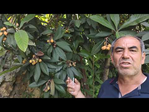 Video: Yenidünya Yaprağı Kaybının Nedenleri - Yenidünya Ağacı Neden Yaprak Döker?