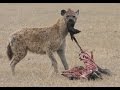 ما معنى ايحب احدكم ان يأكل لحم اخيه علي العيداني