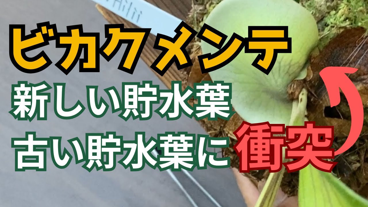 ビカクシダメンテナンス】新しい貯水葉が古い貯水葉に衝突した