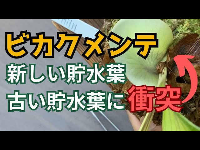 ビカクシダメンテナンス】新しい貯水葉が古い貯水葉に衝突した