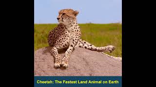 Cheetah: Nature's Speed Demon