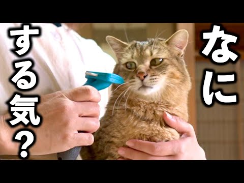 元野良猫に初めてファーミネーターした反応が可愛すぎる！【庭に住みついた野良猫を家猫へ】