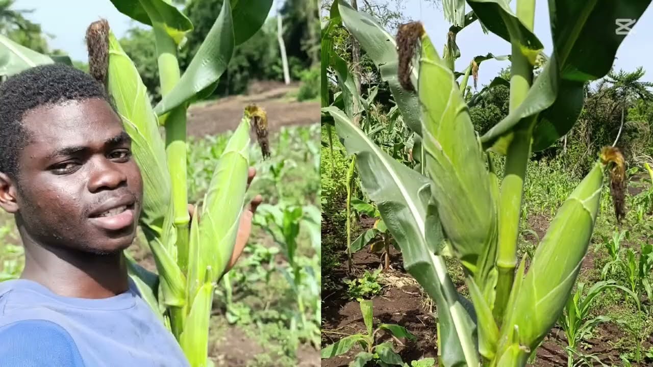 Cultures de maïs : les stratégies pour être plus rentable