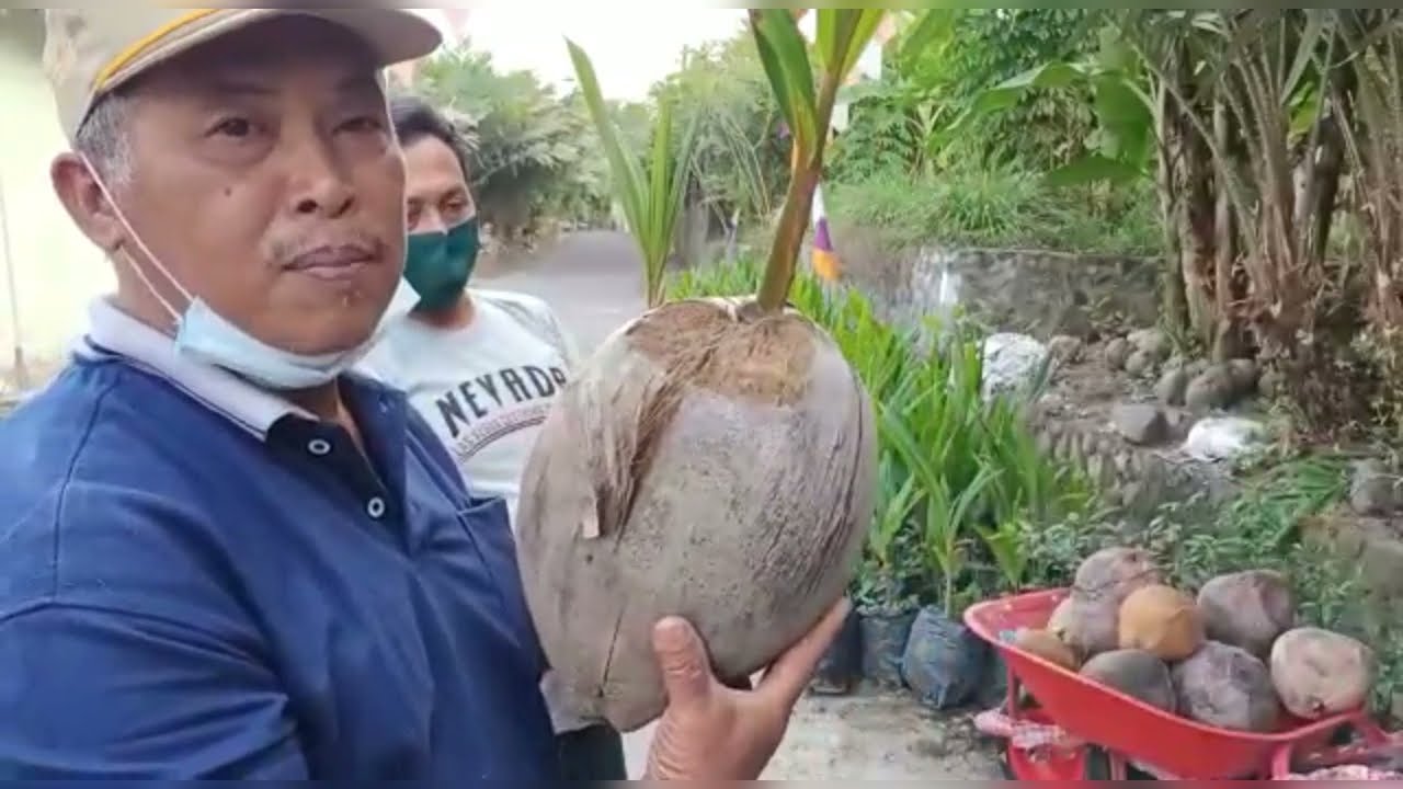 TIPS MEMBUAT BIBIT KELAPA DALAM KWALITAS UNGGUL   #coconut#cocosnucifera #infobibit 082137592522