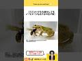 スズメバチを丸呑みしてもノーダメージなまさかの生き物 #1分雑学 #shorts