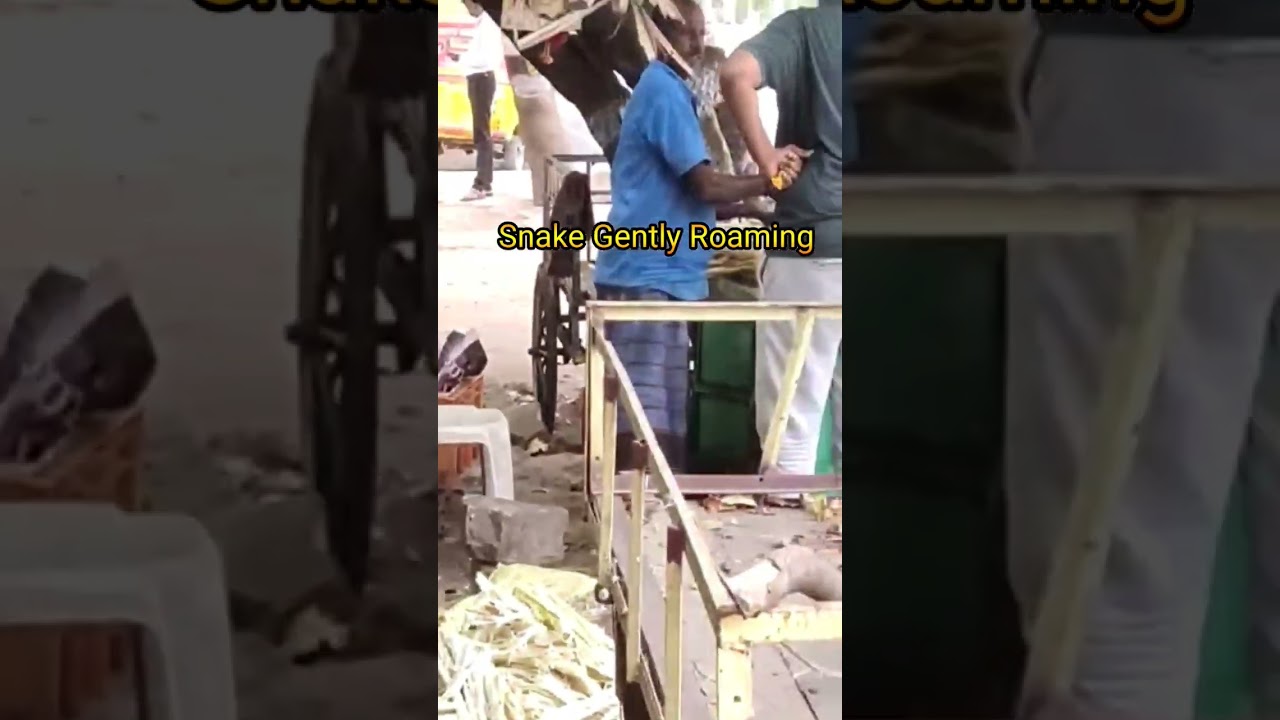 Smart Snake roaming freely