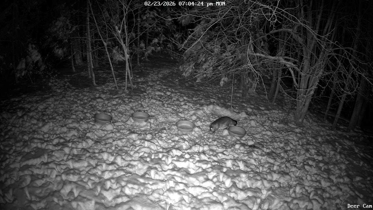 Red Fox 2-23-2026 6:59 PM
