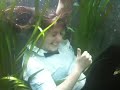 Girl swims in fish tank