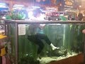 Girl swims in fish tank