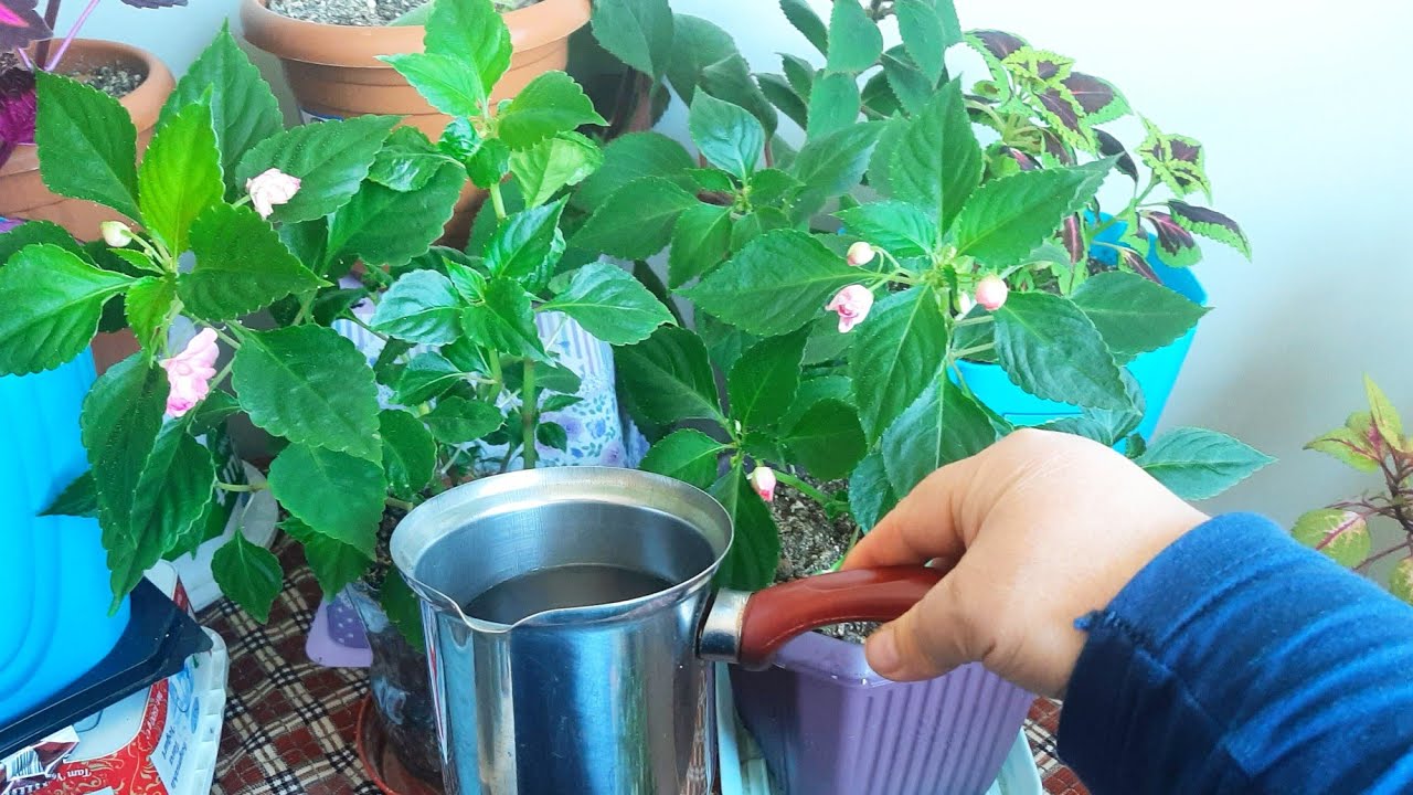 CAM GÜZELİ ÇİÇEĞİ NE✅ ŞOK OLDUM ✅ÇİÇEK BAKIMI ✅ÇİÇEK COŞTURAN KÜR