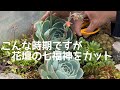 花壇の七福神をカットして遮光